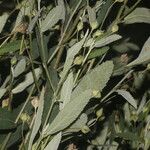 Sida rhombifolia Blatt