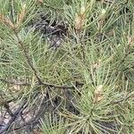 Pinus monophylla Листок