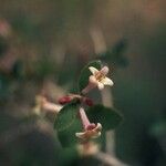 Symphoricarpos oreophilus Habit