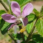 Hibiscus meyeri Blüte