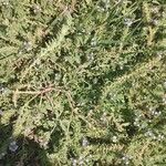 Verbena bracteata Blatt