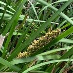 Lomandra longifolia Fruto