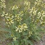 Astragalus sheldonii برگ