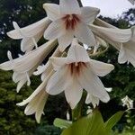 Cardiocrinum giganteum Květ