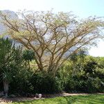 Vachellia sieberiana Hábito