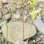 Poa badensis Hábito