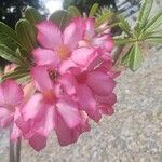 Adenium obesum Blad