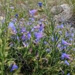 Penstemon laetus Flor