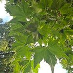 Platanus × hispanica Blad