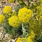 Ferula communisFlower