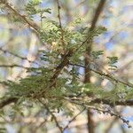 Vachellia tortilis 叶