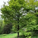 Quercus × rosacea Hábito