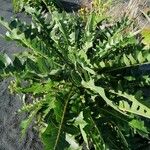 Sonchus congestus Habitus