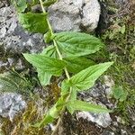 Digitalis grandiflora Lehti