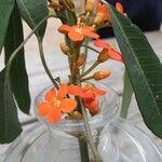 Euphorbia fulgens Flower