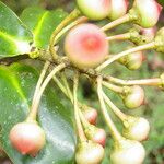Schwartzia brenesii Fruto