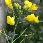 Brassica napus Άλλα