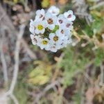 Lobularia maritimaЦветок