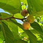 Ficus aspera Fruit