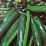Cucurbita pepo Fruto