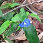 Commelina ensifolia 花