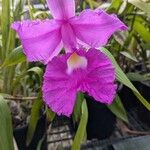 Sobralia macrantha Flower