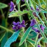 Blumea fistulosa Flower