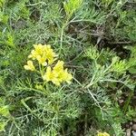 Sisymbrella aspera Flower