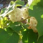 Dombeya burgessiae Други