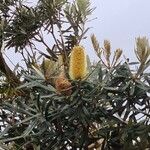 Banksia integrifoliaFlors