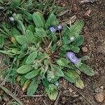 Phacelia cephalotes Συνήθη χαρακτηριστικά