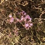 Limonium tuberculatum 花