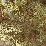 Juniperus osteospermaBlatt