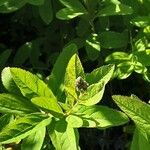 Spiraea salicifolia 葉