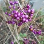 Callicarpa bodinieri Fruto