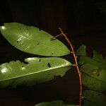 Ouratea cerebroidea Leaf