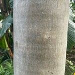 Sabal causiarum Bark