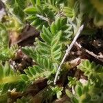 Anthyllis montana ഇല