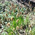 Carex umbrosa Leaf