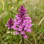 Anacamptis pyramidalisKvět