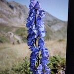 Aconitum napellusFlors