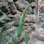 Setaria adhaerens 花