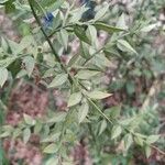 Ruscus aculeatus Φύλλο