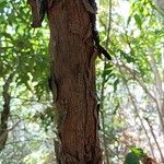 Grangeria borbonica Corteza