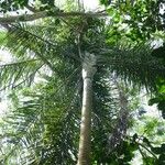 Dypsis madagascariensis List