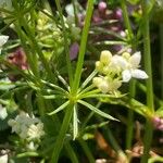 Galium anisophyllon Liść