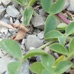 Trifolium thalii Leaf