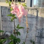Hibiscus rosa-sinensis Flower