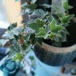 Hedera algeriensisLiść