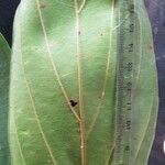 Nectandra membranacea Feuille